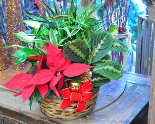 Holiday Planter Basket Upper Darby Polites Florist, Springfield Polites Florist