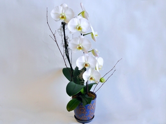 Waterfall Phalaenopsis Orchid  Upper Darby Polites Florist, Springfield Polites Florist