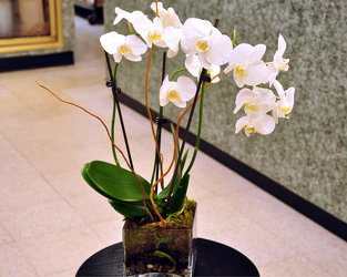 White Phalaenopsis Orchid Plant Upper Darby Polites Florist, Springfield Polites Florist