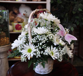 Daisy Basket Upper Darby Polites Florist, Springfield Polites Florist