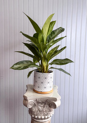 Aglaonema House Plant Upper Darby Polites Florist, Springfield Polites Florist