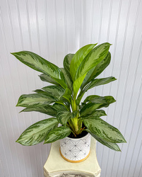 Aglaonema House Plant Upper Darby Polites Florist, Springfield Polites Florist