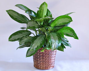 Aglaonema House Plant Upper Darby Polites Florist, Springfield Polites Florist