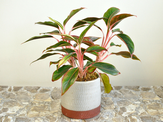 Aglaonema Firecracker Upper Darby Polites Florist, Springfield Polites Florist