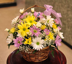 Colorful Daisy Basket Upper Darby Polites Florist, Springfield Polites Florist