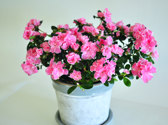 Azalea Plant Upper Darby Polites Florist, Springfield Polites Florist