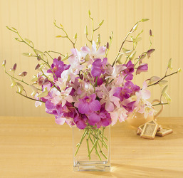 Dendrobium Orchids Upper Darby Polites Florist, Springfield Polites Florist