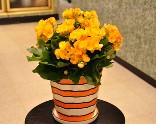 Begonia-Rieger Upper Darby Polites Florist, Springfield Polites Florist