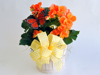 Begonia Plant - SPECIAL Upper Darby Polites Florist, Springfield Polites Florist