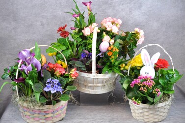 Blooming Garden Plant Basket Upper Darby Polites Florist, Springfield Polites Florist