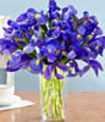 Blue Iris Upper Darby Polites Florist, Springfield Polites Florist
