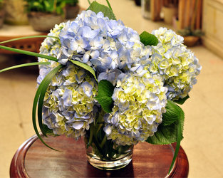 Blue Hydrangea Bouquet Upper Darby Polites Florist, Springfield Polites Florist