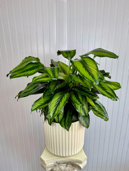 Calathea Upper Darby Polites Florist, Springfield Polites Florist