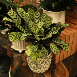 Prayer Plant Upper Darby Polites Florist, Springfield Polites Florist