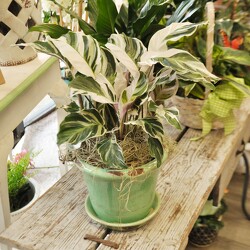 Calathea White Fusion Upper Darby Polites Florist, Springfield Polites Florist