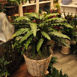 Jungle Velvet Upper Darby Polites Florist, Springfield Polites Florist