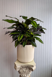 Calathea Upper Darby Polites Florist, Springfield Polites Florist