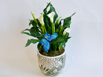 Calla Lily Plant Upper Darby Polites Florist, Springfield Polites Florist