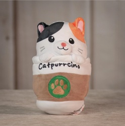 Catpurrcino Upper Darby Polites Florist, Springfield Polites Florist