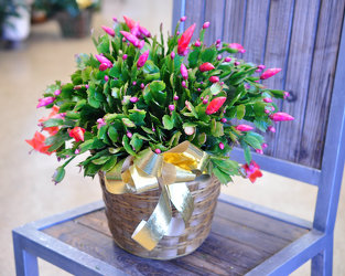 Christmas Cactus Upper Darby Polites Florist, Springfield Polites Florist