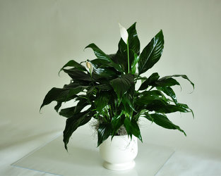 Comforting Planter Upper Darby Polites Florist, Springfield Polites Florist