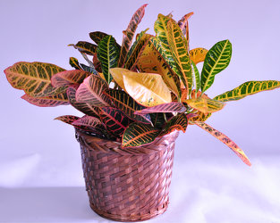 Croton House Plant Upper Darby Polites Florist, Springfield Polites Florist