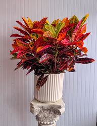 Croton House Plant Upper Darby Polites Florist, Springfield Polites Florist