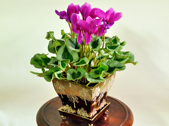 Cyclamen Upper Darby Polites Florist, Springfield Polites Florist