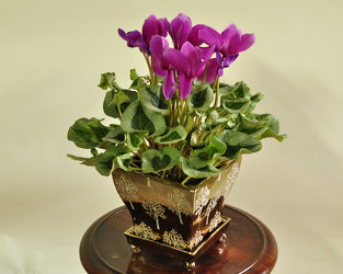 Cyclamen Upper Darby Polites Florist, Springfield Polites Florist