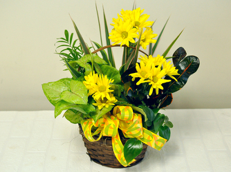 Dish Garden with Flowers Upper Darby Polites Florist, Springfield Polites Florist