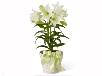 Easter Lily Plant - SPECIAL Upper Darby Polites Florist, Springfield Polites Florist