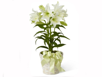 Easter Lily Plant  Upper Darby Polites Florist, Springfield Polites Florist