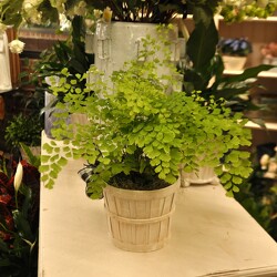 Maiden Fern Upper Darby Polites Florist, Springfield Polites Florist