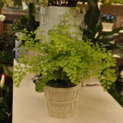Maiden Fern Upper Darby Polites Florist, Springfield Polites Florist