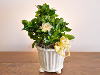 Gardenia Plant - SPECIAL Upper Darby Polites Florist, Springfield Polites Florist