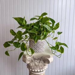 Golden Pothos Upper Darby Polites Florist, Springfield Polites Florist