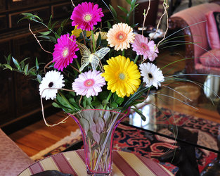 Gorgeous Gerberas  Upper Darby Polites Florist, Springfield Polites Florist