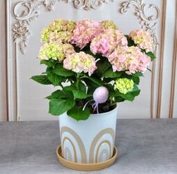 Hydrangea Plant - SPECIAL Upper Darby Polites Florist, Springfield Polites Florist