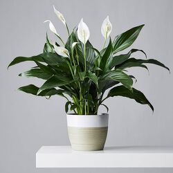 Comforting Planter Upper Darby Polites Florist, Springfield Polites Florist