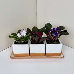 Sweet Violet Trio Upper Darby Polites Florist, Springfield Polites Florist