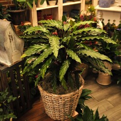 Jungle Velvet Upper Darby Polites Florist, Springfield Polites Florist