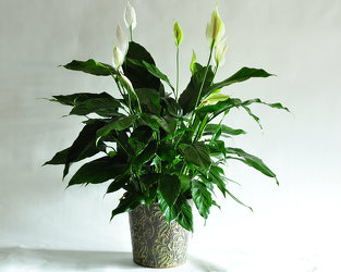 Large Spathiphyllum Plant Upper Darby Polites Florist, Springfield Polites Florist