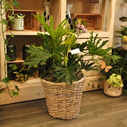 Lickety Split Upper Darby Polites Florist, Springfield Polites Florist