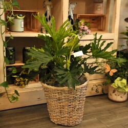 Lickety Split Upper Darby Polites Florist, Springfield Polites Florist