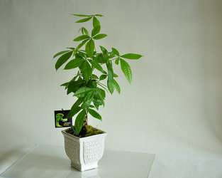 Money Tree Pachira Upper Darby Polites Florist, Springfield Polites Florist