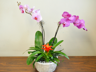 Orchid & Bromeliead Garden Upper Darby Polites Florist, Springfield Polites Florist