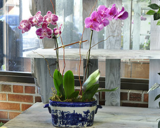 Phalaenopsis Orchid Garden Upper Darby Polites Florist, Springfield Polites Florist