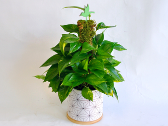 Pothos Plant Upper Darby Polites Florist, Springfield Polites Florist