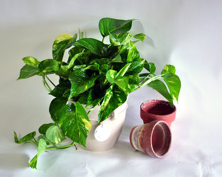 Pothos Plant Upper Darby Polites Florist, Springfield Polites Florist
