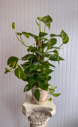 Pothos Plant Upper Darby Polites Florist, Springfield Polites Florist